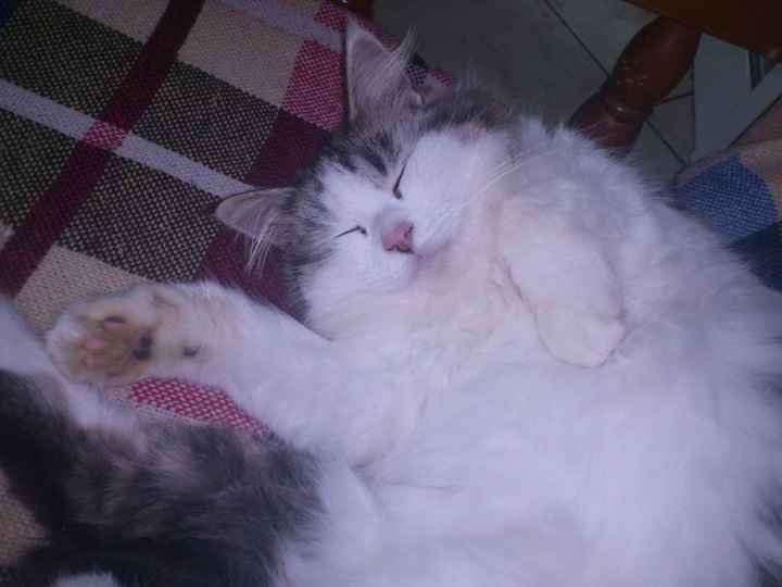 Too cute: i vostri amici animali - 3