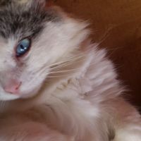 Too cute: i vostri amici animali - 1