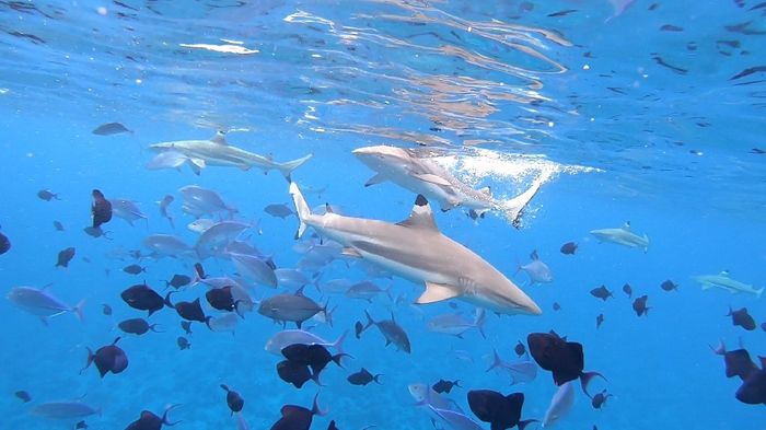 Spose di fine maggio / inizio giugno - 2