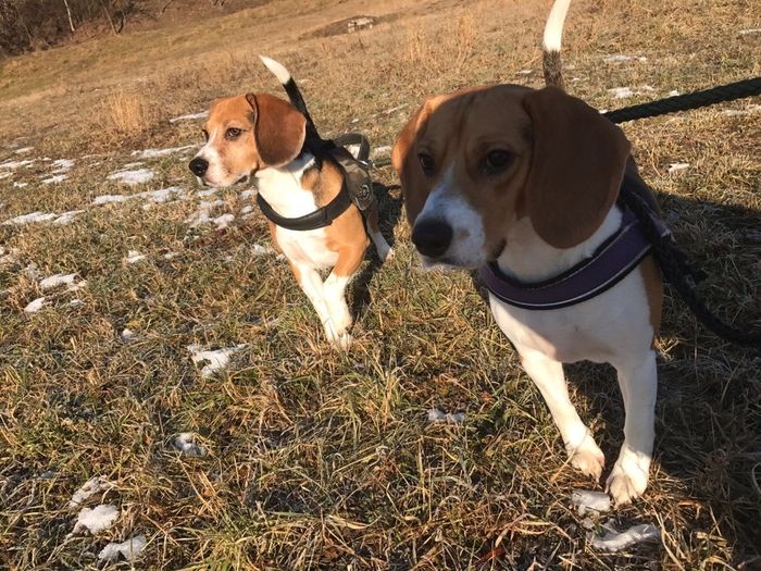 I nostri amici a 4 zampe - 1