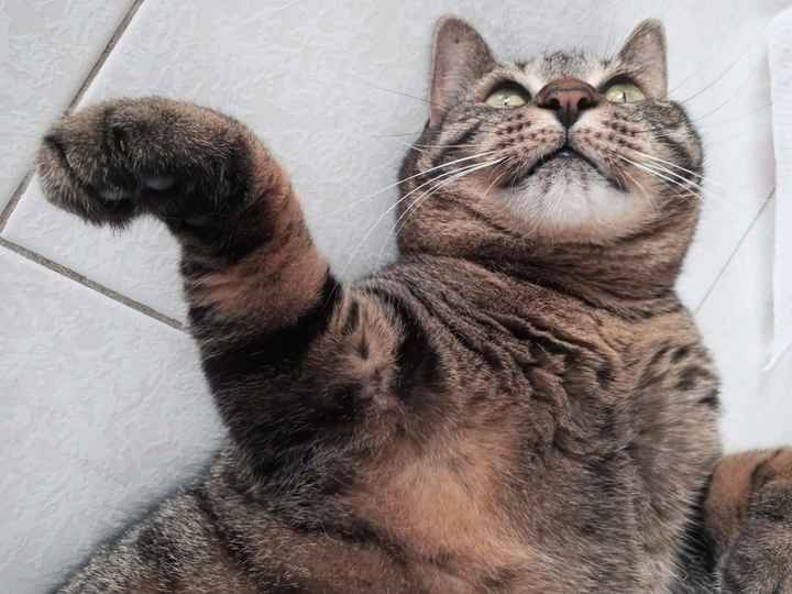 Animali domestici - 1