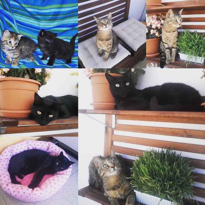 Prenderete un animale domestico? Quale? - 1