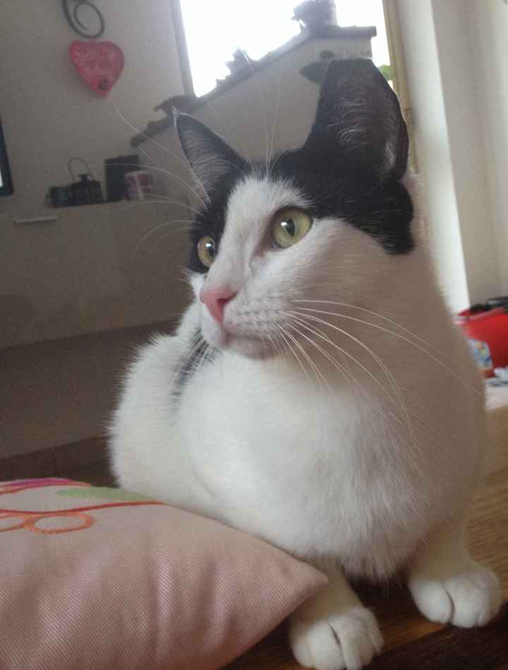 I nostri amici animali.. - 1