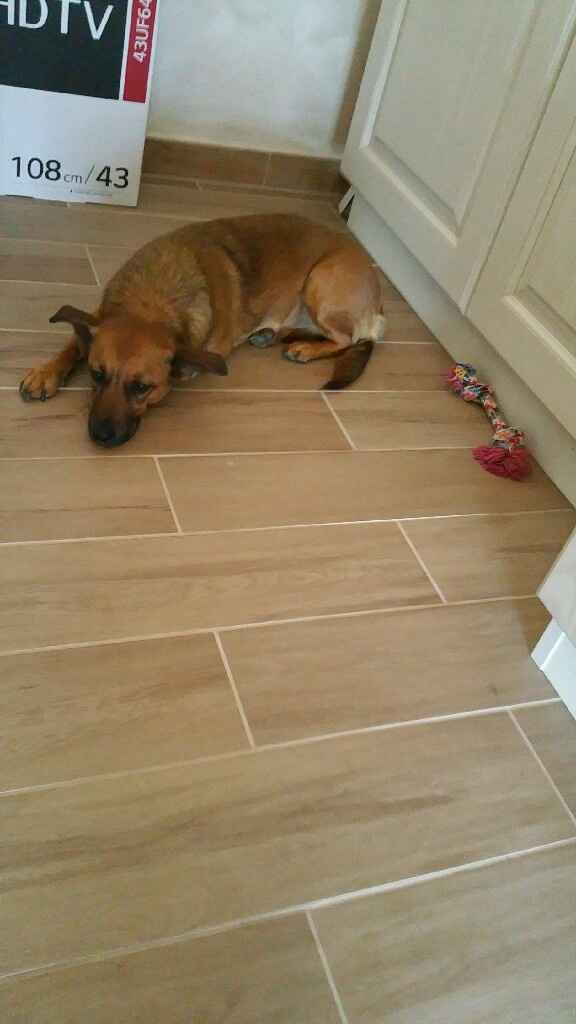 Prenderete un animale domestico? Quale? - 2