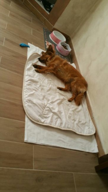 Prenderete un animale domestico? Quale? - 1