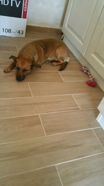 Prenderete un animale domestico? Quale? - 2