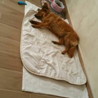 Prenderete un animale domestico? Quale? - 1