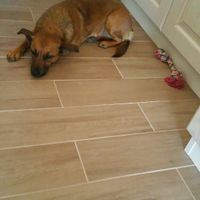 Prenderete un animale domestico? Quale? - 2