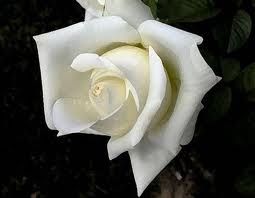 rosa bianca