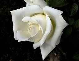 rosa bianca