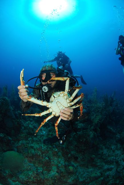 Mio marito durante una delle immersioni...con un mega granchio