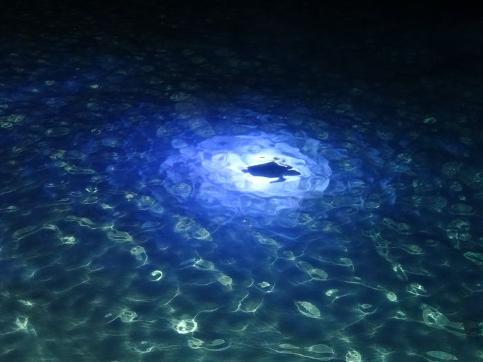 Tartaruga su luce blu