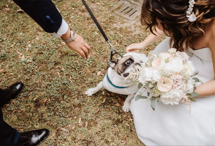 Matrimonio e compagni pelosi 4