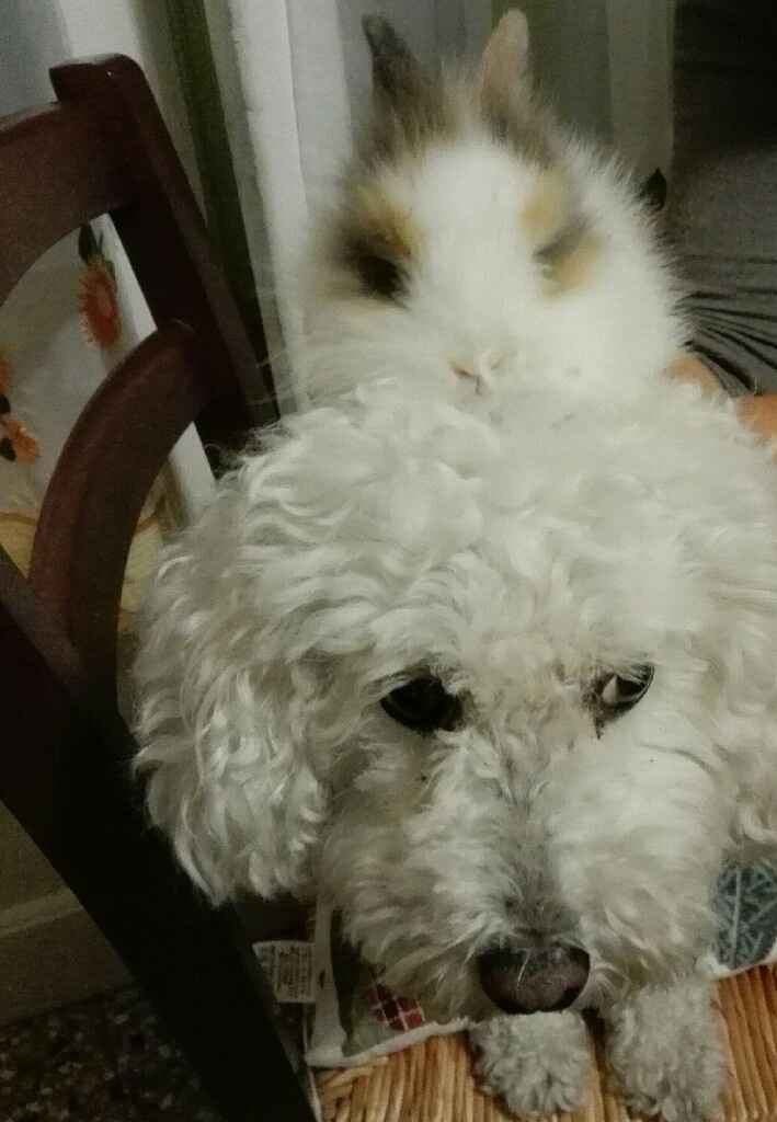  i miei 2 amori ❤❤ - 3