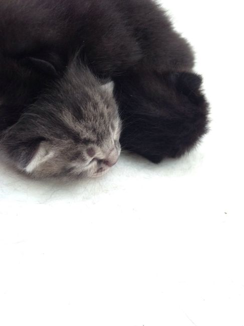 Il mio invitato speciale! - 1