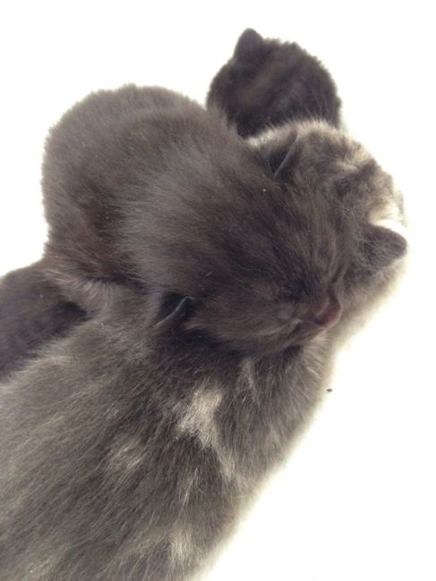 Il mio invitato speciale! - 2