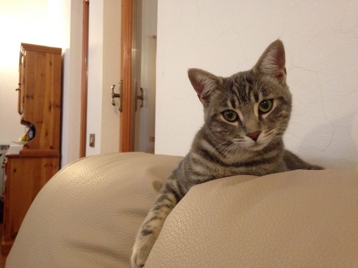 Amici pelosi🤗💙💜 - 2