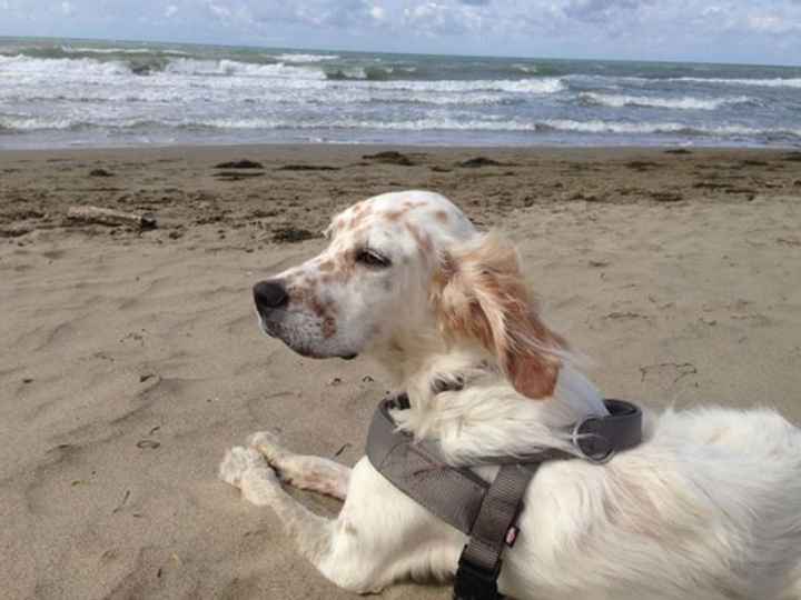 Setter - Tableau cani