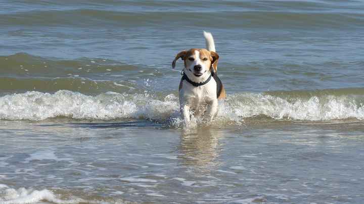 Beagle - Tableau cani