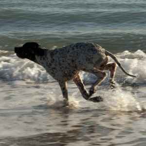 Pointer - Tableau cani