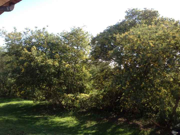 Mimose e riflessioni sulla casa :d - 1