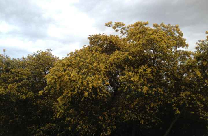 Mimose e riflessioni sulla casa :d - 1