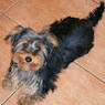 Azzurra
