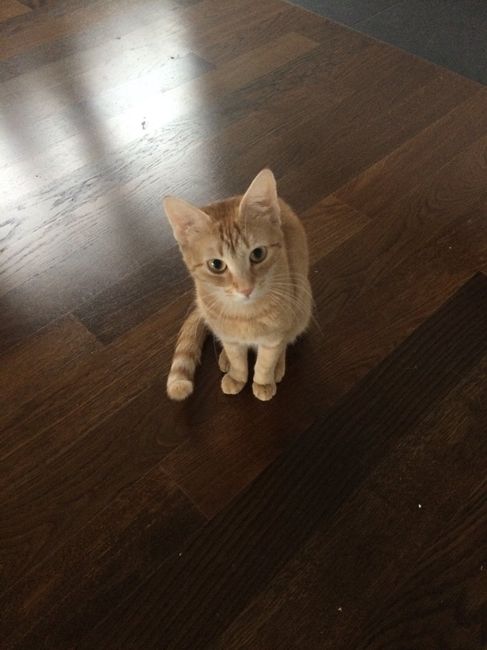 Aspirapolvere ideale....esiste???? - 1