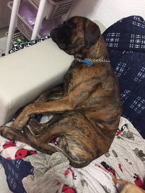 Convivenze pelose!🐶🐱🐹🐰 - 1