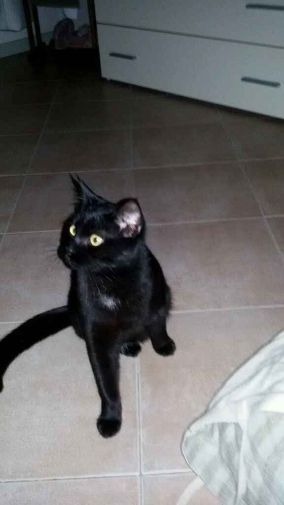 Le foto dei vostri animali - 1