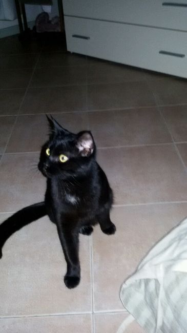 Le foto dei vostri animali - 1