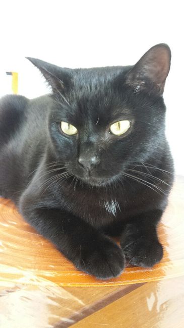 I nostri animali ♥️ - 2