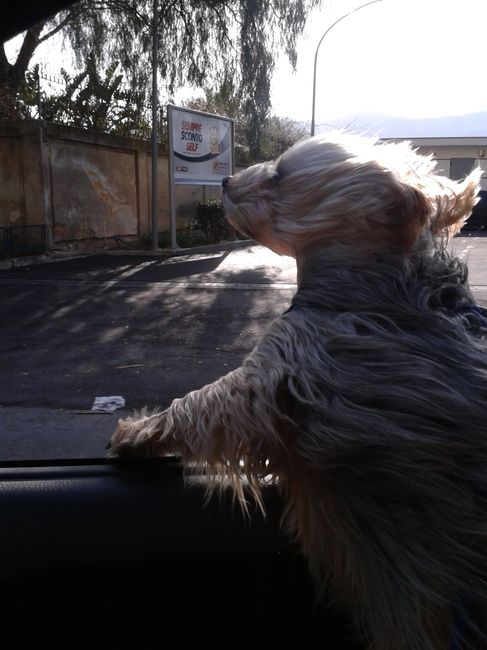 Too cute: i vostri amici animali - 4