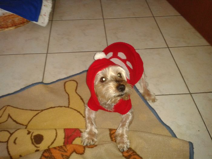 Too cute: i vostri amici animali - 5