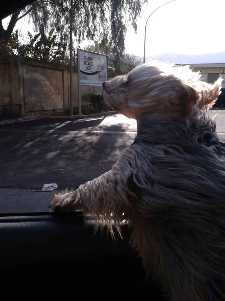 Too cute: i vostri amici animali - 4