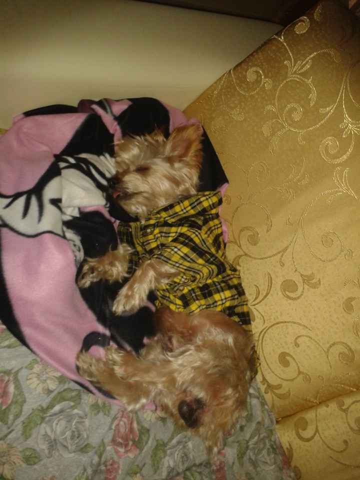 Le foto dei vostri animali - 2