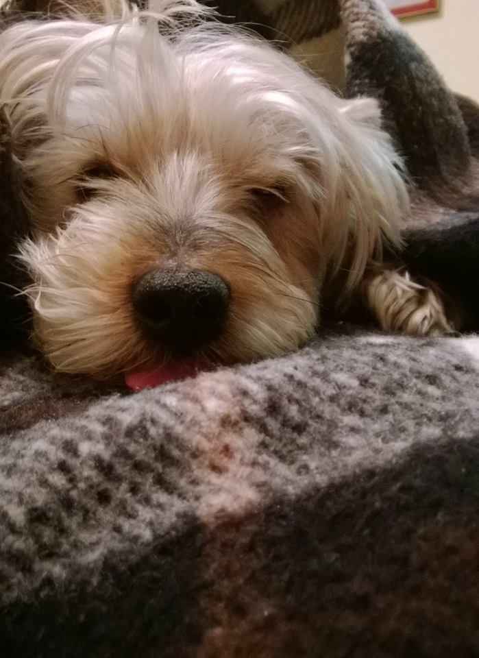 Le foto dei vostri animali - 3
