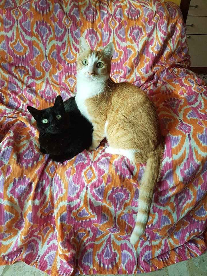 Siamo chico e cuba - 1