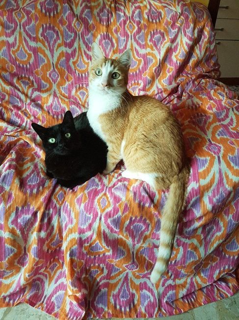 Siamo chico e cuba - 1