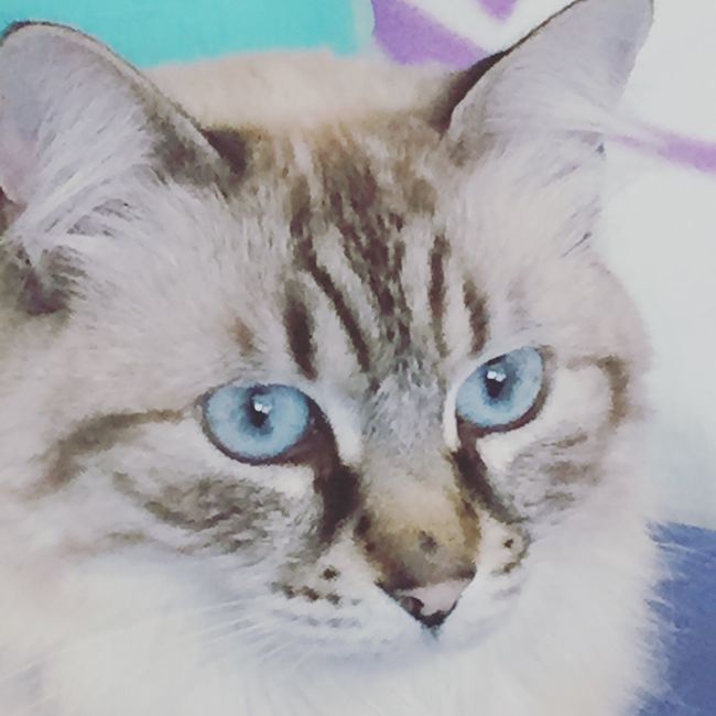 Convivenze pelose!🐶🐱🐹🐰 - 2