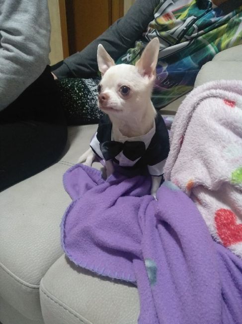 Abito anche per lui 🐾 - 1