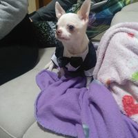 Abito anche per lui 🐾 - 1