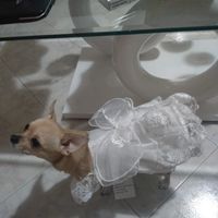 Abito anche per lui 🐾 - 2