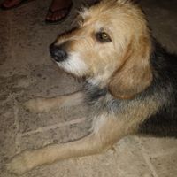 Too cute: i vostri amici animali - 6