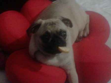 Le foto dei vostri animali - 1