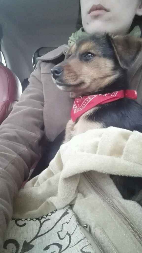 Viaggio di nozze.. e il cane?? - 1