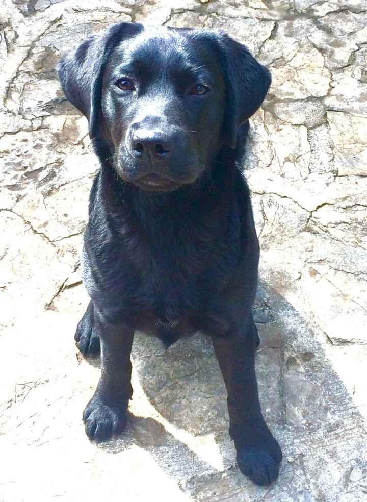 Animaletti pelosi. - 1