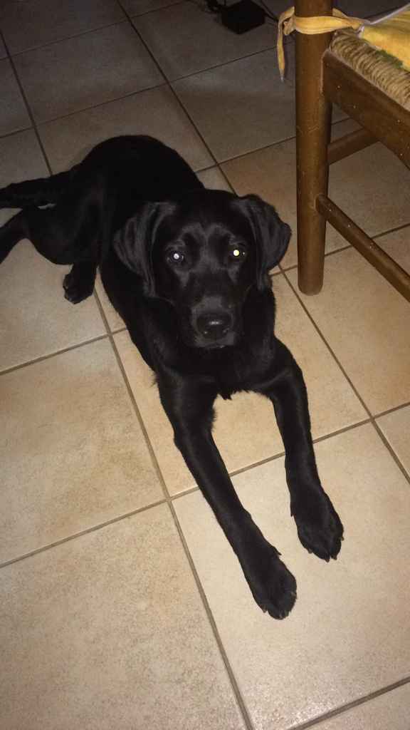 Vivere anche con un amico a quattro zampe... - 1