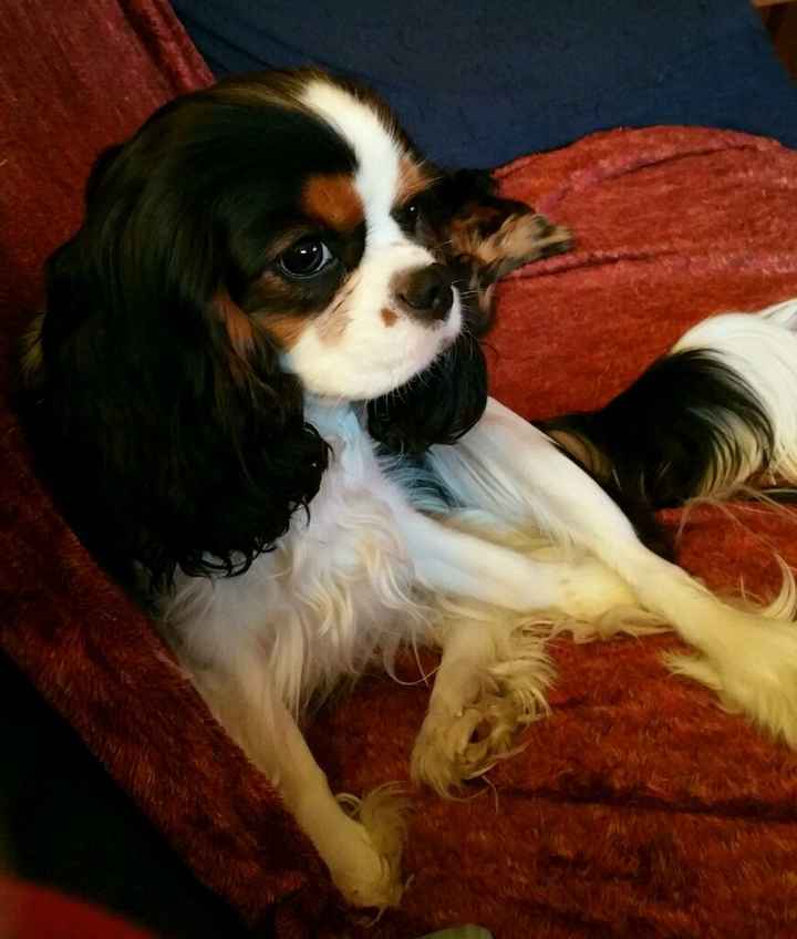 Chi di voi sposine ha dei cani ? - 1