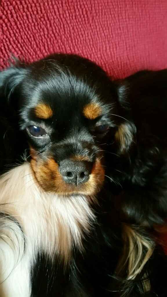 Chi di voi sposine ha dei cani ? - 1